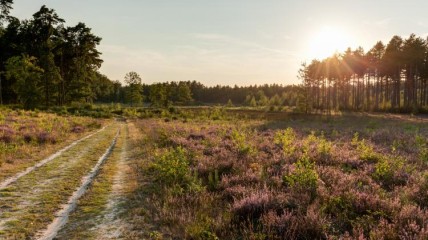 Wandeling te Veerle-Heide